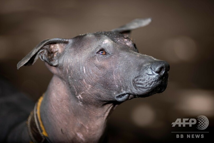 毛のないメキシコの伝統犬「ショロイツクインツレ」、ヒップスター時代に人気再燃