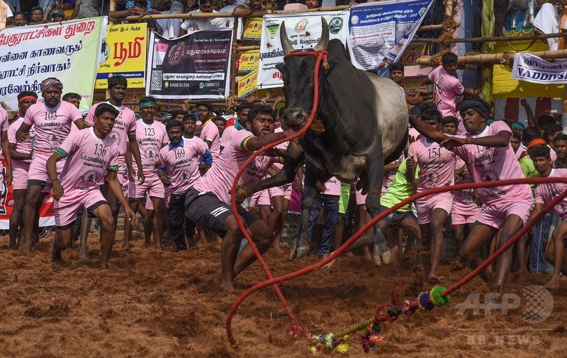 インド牛追い祭り ジャリカット 2日間で4人死亡 写真8枚 国際ニュース Afpbb News