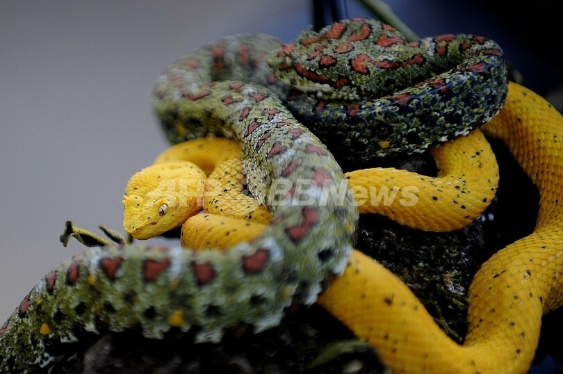 世界の広い地域でヘビが激減 気候変動が原因か 写真1枚 国際ニュース Afpbb News