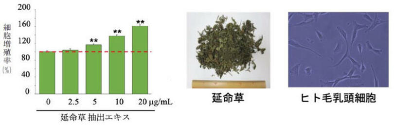 生薬「延命草」に毛乳頭細胞を活性化する効果を発見 男女問わず様々な原因による薄毛に効果のある育毛剤の開発に期待