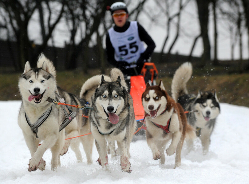 ベラルーシで国際犬ぞりレース開催