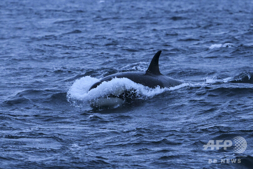 シャチがヨットを攻撃 スペイン北西部沿岸に航行禁止令 写真1枚 国際ニュース Afpbb News