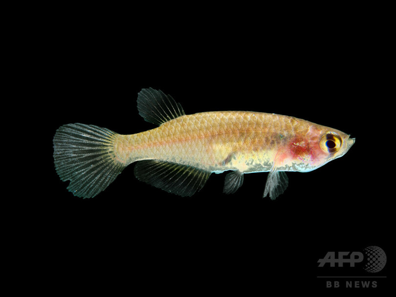 アマゾン熱帯雨林で新種400種近く発見 WWF