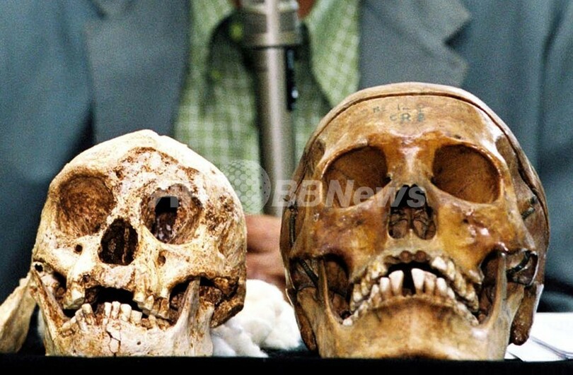 インドネシアのフローレス原人 進化の過程で小型化か 写真2枚 国際ニュース Afpbb News