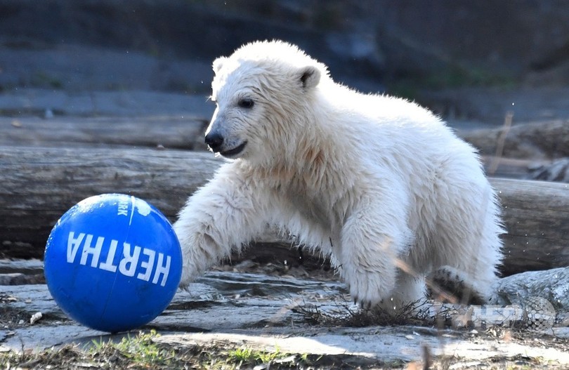 ドリブルもお手の物 ホッキョクグマの赤ちゃん 地元サッカークラブにちなみ命名 写真30枚 国際ニュース Afpbb News