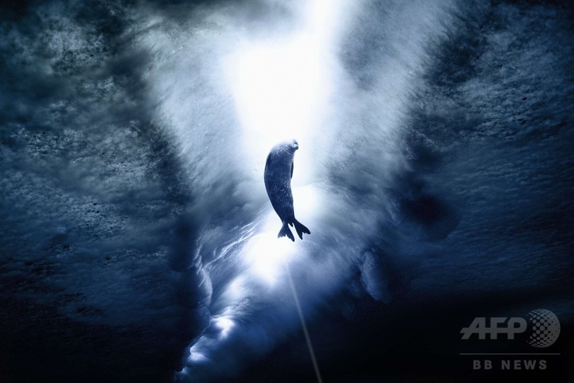南極の美しい動物たち 写真7枚 国際ニュース Afpbb News