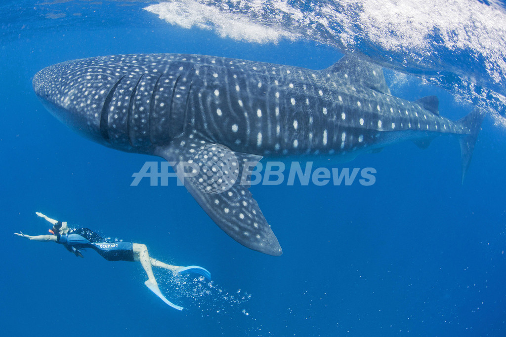 米女優マギー Q ジンベイザメと遊泳 写真2枚 国際ニュース Afpbb News