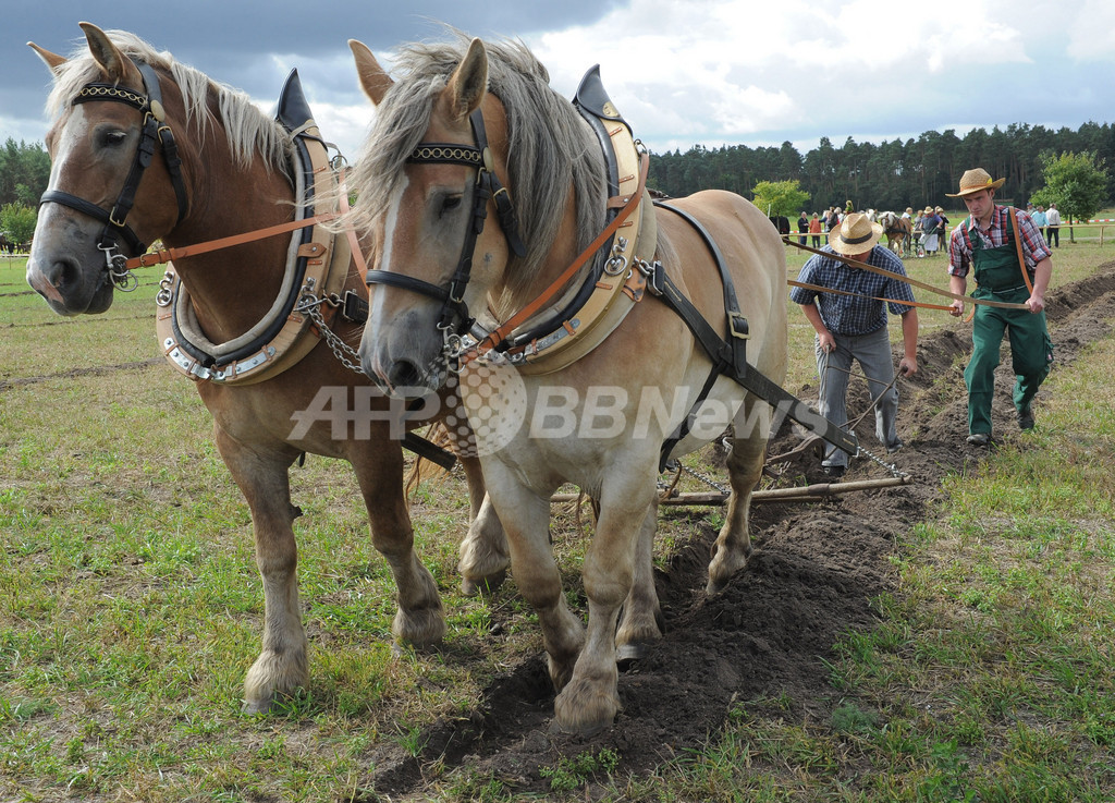 畑をウマく耕そう!ドイツで耕作選手権 写真3枚 国際ニュース:AFPBB News