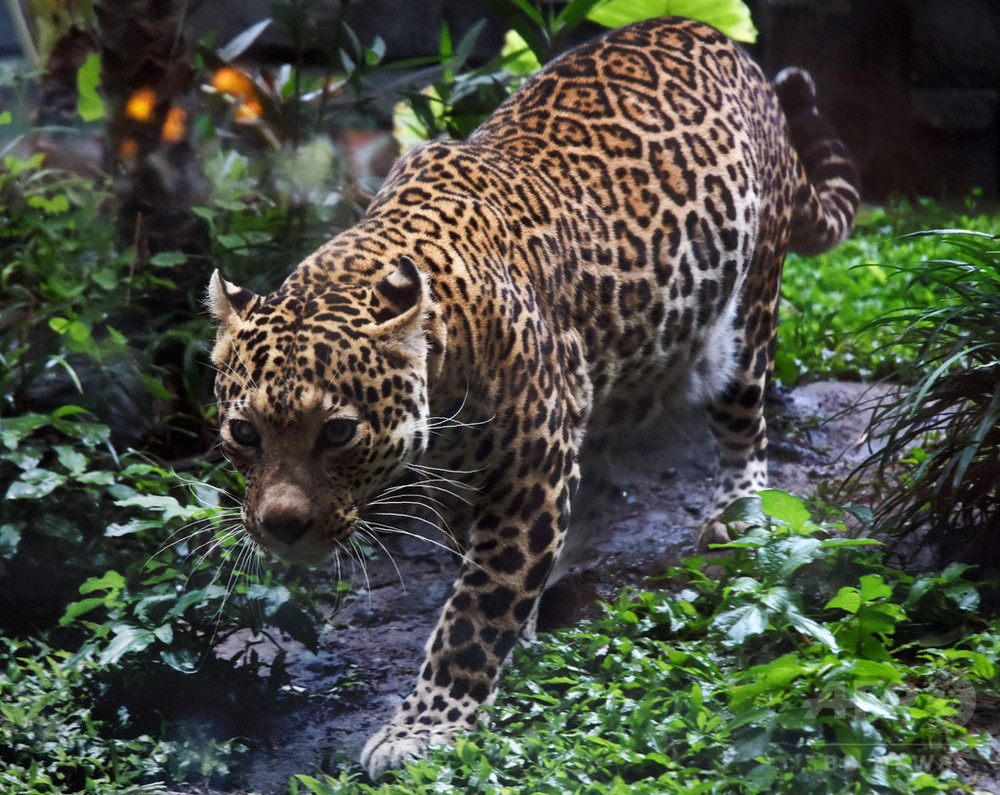 ジャワ島の保護区 死滅とみられていたジャワヒョウ4頭を確認 写真4枚 国際ニュース Afpbb News