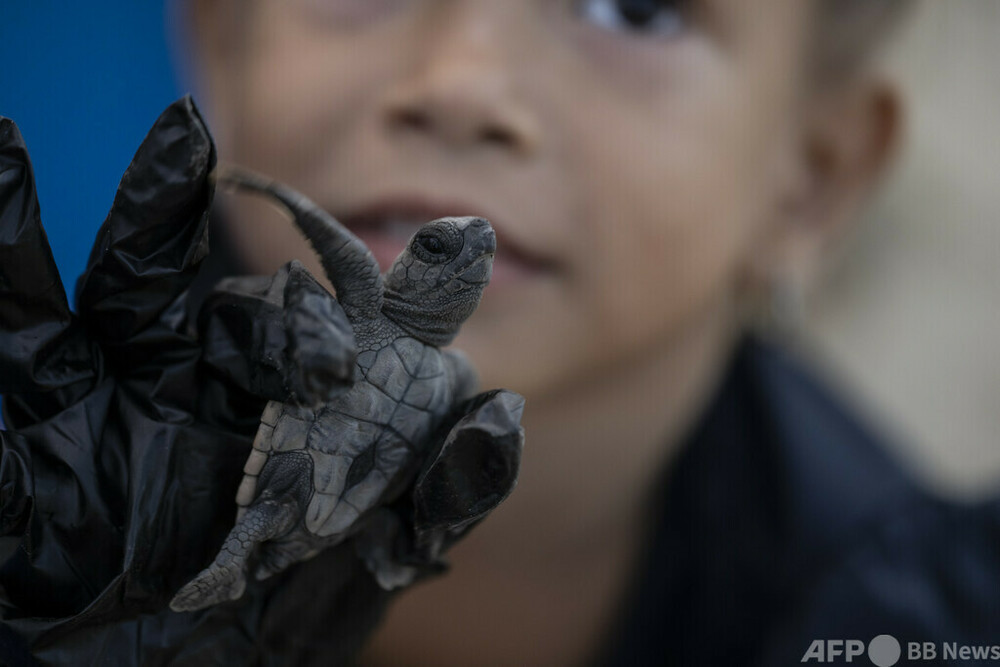 赤ちゃんガメを海に ベネズエラの保護活動 写真21枚 国際ニュース