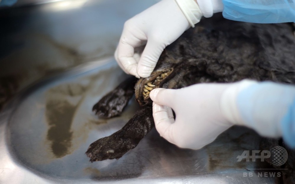 シベリアの永久凍土から子犬発見、「飼い犬」の起源明らかに？ 写真3枚 国際ニュース：AFPBB News
