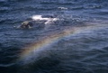アルゼンチンのバルデス半島近海で、ミナミセミクジラの潮吹きによって浮かび上がった虹（2015年10月2日撮影）。(c)AFP PHOTO / JUAN MABROMATA