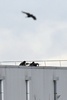 仏パリ郊外ダマルタンアンゴエル（Dammartin-en-Goele）で、風刺週刊紙シャルリー・エブド（Charlie Hebdo）本社襲撃事件の容疑者2人が人質を取り立てこもった建物の屋上で突入に備える武装警官（2015年1月9日撮影）。(c)AFP/DOMINIQUE FAGET