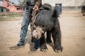 ネパール南部ラウタハトの警察署からパルサ野生動物保護区に移送されるクマ。世界動物保護協会提供（2017年12月20日撮影）。(c)AFP PHOTO / World Animal Protection