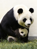 台湾の台北市立動物園（Taipei City Zoo）で生まれたジャイアントパンダの赤ちゃんの最新写真が公開された。

台湾で初めて誕生したこのパンダの赤ちゃんは、母親の円円（ユエンユエン、Yuan Yuan）と父親の団団（トアントアン、Tuan Tuan）の間で数回にわたって行われた人工授精により、7月7日に誕生した（2013年9月26日公開）。(c)AFP/Taipei City Zoo