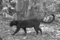 マレーシア半島北東部で自動撮影カメラが撮影したクロヒョウ（2015年7月15日提供、撮影日不明）。(c)AFP/RIMBA GROUP
