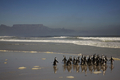 南アフリカの沿岸鳥類保護団体「Southern African Foundation for the Conservation of Coastal Birds」は26日、ケープタウン（Cape Town）郊外の海岸で、原油汚染の被害に遭ったペンギン38羽を海に返した。ペンギンたちはナミビアで同団体に保護され、治療を受けていた。今回野生に返されたのは第2団で、22日には第1団となる84羽が海に戻されていた。写真は、海に戻っていくペンギンたち（2009年5月26日撮影）。(c)AFP/GIANLUIGI GUERCIA