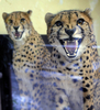 フランス東部アムネビル（Amneville）動物園の動物たち。写真はチーター（2012年2月2日撮影）。(c)AFP/JEAN-CHRISTOPHE VERHAEGEN