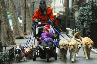 多忙なニューヨーカー御用達 犬の散歩代行サービス 写真2枚 ファッション ニュースならmode Press Powered By Afpbb News