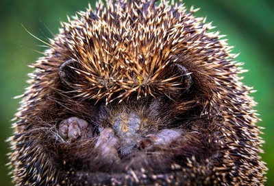 もう顔が見えないよ…庭で丸まるハリネズミ、ロシア