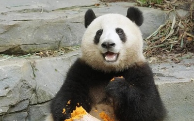 3年ぶり！ 中国杭州にパンダ登場 「トップスターの姪」も