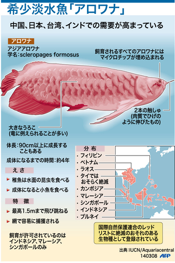 【図解】希少淡水魚「アロワナ」とは？