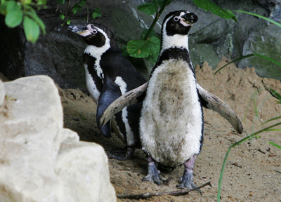 ダブリン動物園でペンギン「誘拐」、路上を歩いているところを無事保護