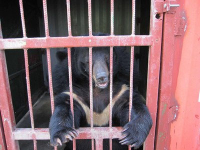 胆汁抽出用の飼育施設からクマ救出、ベトナム