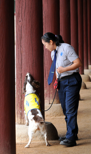 「妖精の輪」、実はシロアリが原因