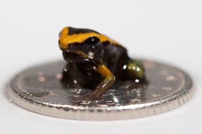 小さい！英水族館のヤドクガエル