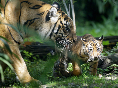 まだ母親に甘えたい子トラ、ドイツ動物園