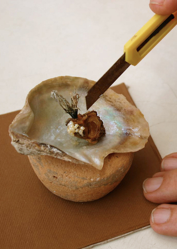 レバノン沖で26粒の真珠入ったカキ発見、ギネス世界記録か