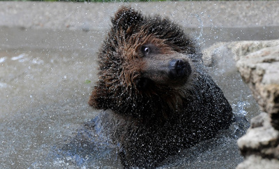 【写真特集】AFPが撮影した世界のどうぶつパラダイス2018 Part1