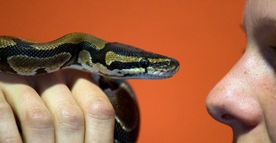 ピアスの穴にヘビが詰まった！ 米17歳の珍騒動が話題