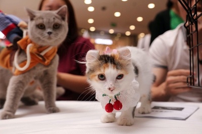 もふもふのキャットウオーク 瀋陽