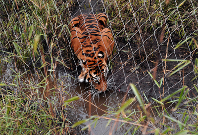 希少種スマトラトラの赤ちゃん、ロンドン動物園で溺死