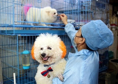 中国では大型連休中のペット飼育委託の需要が急増