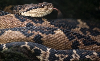 ヘビの起源、従来説より7000万年さかのぼる 国際研究