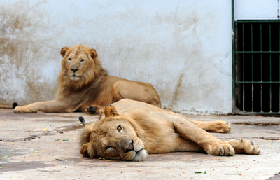 生まれて四半世紀のダカール動物園、若返り計画 セネガル