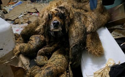「30年で一番の惨状」全身を覆う7キロの汚物毛から救出された犬…韓国・顔さえ見えなかった「コドリ」を襲う非情な現実