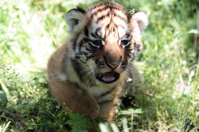 シベリアトラの赤ちゃん、中国ハルビン