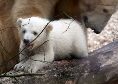 元気にすくすく、ホッキョクグマの赤ちゃん ドイツ