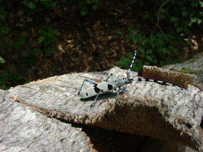 欧州の甲虫類、古木減少で絶滅危機に IUCN報告書