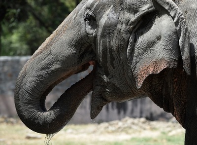 体重5 5トンのゾウに踏まれ獣医師死亡 インドネシア 写真1枚 国際ニュース Afpbb News 体重5 5トンのゾウに踏まれ獣医師死亡 インドネシア 写真1枚 国際ニュース Afpbb News