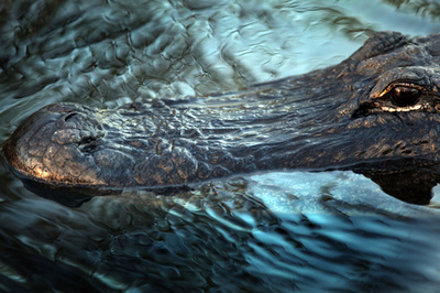 自宅プールに2m超のワニ、住民仰天 米フロリダ、先週にはサメも