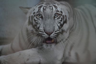 インド動物園でトラに「社会的距離」 交尾も制限