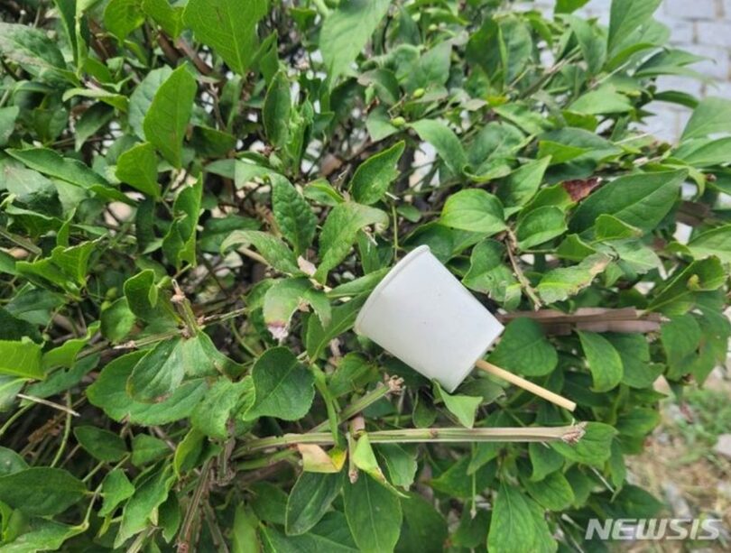 道端に捨てられていたタンフルの容器(c)NEWSIS