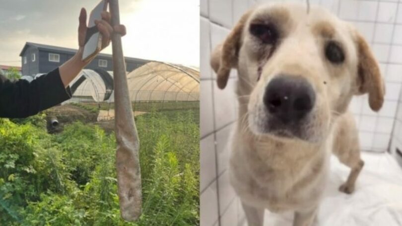 南楊州市の違法犬農場で発見された金属バット（左）と救助された犬（写真=動物権団体ケアのインスタグラム）(c)MONEYTODAY