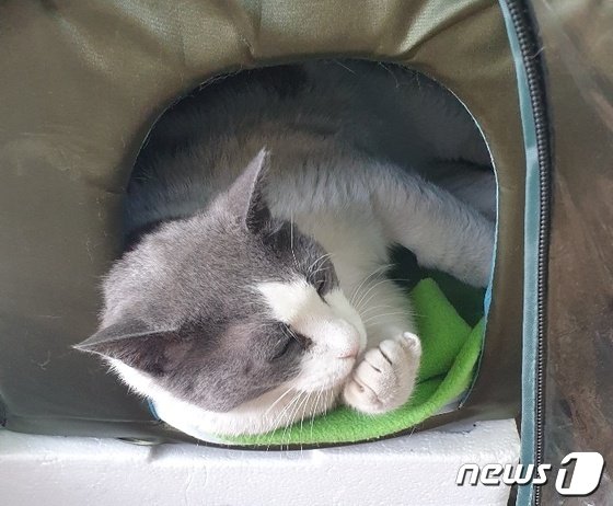 「黒ゴマ」が春秋館の片隅に設けられた家に横になって休憩を取っている(c)news1