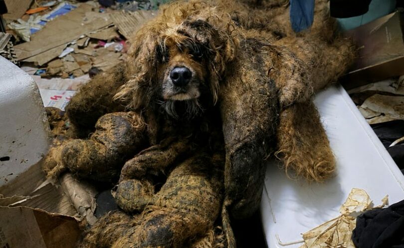済州の集合住宅で26日、ごみの山の中に放置されていた犬が救助された(c)MONEYTODAY